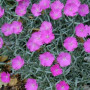 Dianthus | Grower Direct | Te Puna | Bay of Plenty NZ