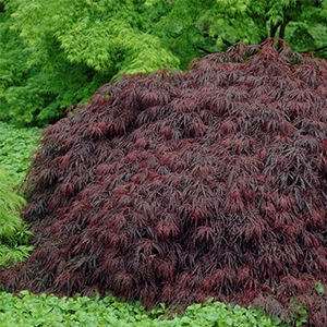 Acer Palmatum Bloodgood | Grower Direct | Te Puna | Bay of Plenty NZ