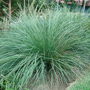 Lomandra Nyalla | Grower Direct