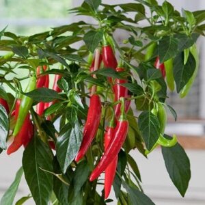 Chilli Dwarf Hot Joker | Grower Direct | Te Puna | Bay of Plenty NZ